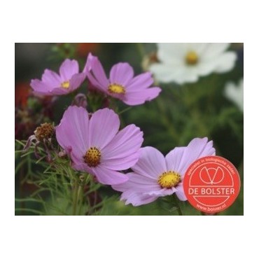 Cosmos bipinnatus, Cosmea gemengd