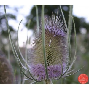 Dipsacus fullonum, Grote kaardebol