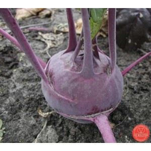 Koolrabi, Brassica oleracea var. gongylodes 'Delikatess blauwe'