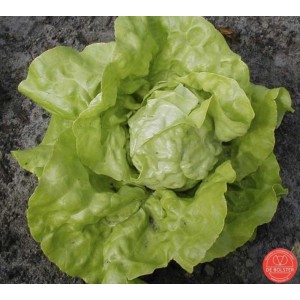 Kropsla, Lactuca sativa 'Twellose Gele'