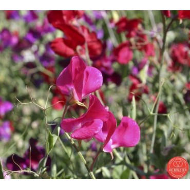 Lathyrus odoratus