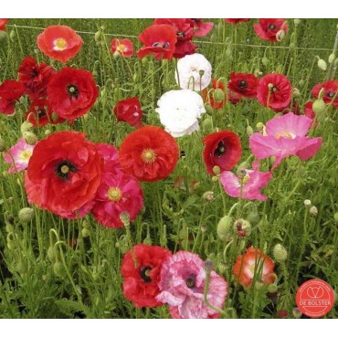 Papaver rhoeas Klaproos gemengd