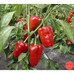 Paprika, Capsicum annuum 'Jubilandska'