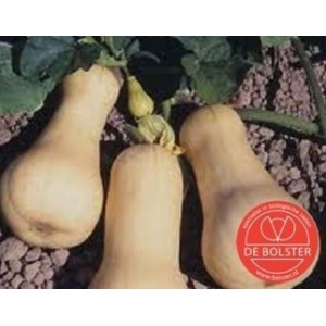 Pompoen, Cucurbita moschata 'Butternut'