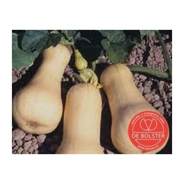 Pompoen, Cucurbita moschata 'Butternut'