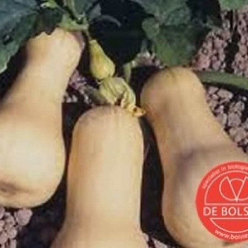 Pompoen, Cucurbita moschata 'Butternut'