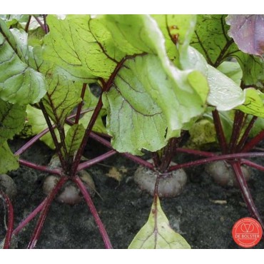 Rode biet, Beta vulgaris var. rubra 'Egyptische platronde'