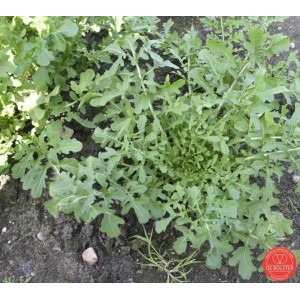 Rucola, Eruca sativa ' Coltivata Esmee'