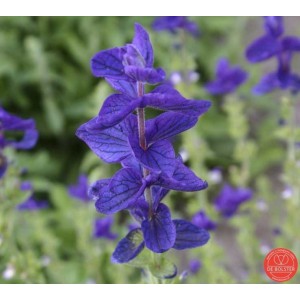 Salvia horminum, Bonte salie paars