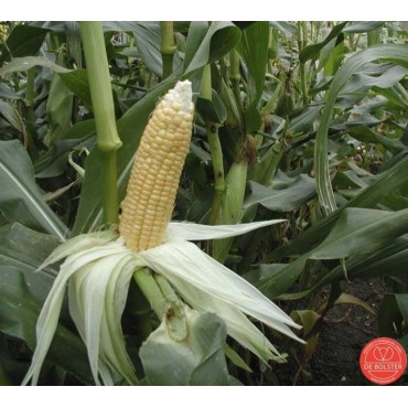 Suikermais, Zea mays convar. saccharata 'Golden Bantam'