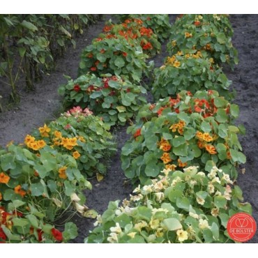 Tropaeolum majus, Oostindische kers, niet-rankende