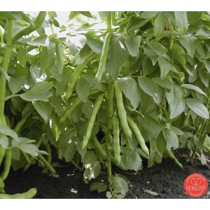 Tuinboon, Vicia faba 'Express' selectie Eleonora 