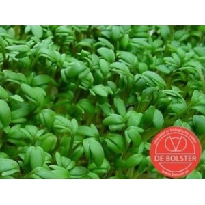 Tuinkers, Lepidium sativum 'Cressida'