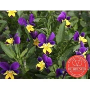 Viola tricolor, Driekleurig viooltje