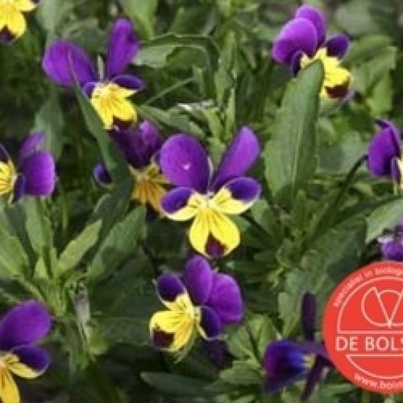 Viola tricolor, Driekleurig viooltje