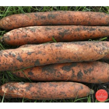 Winterwortel, Daucus carota sativus 'Flakkeese 2'