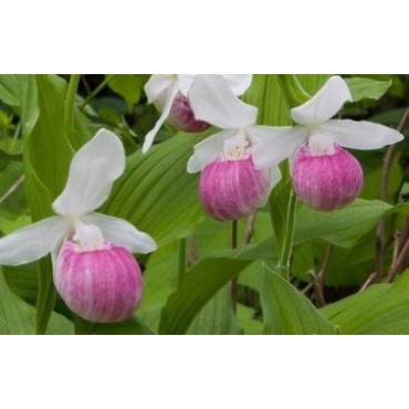 Cypripedium reginae