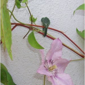 Plantenklemmen, Clematis