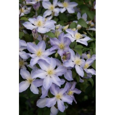 Clematis 'Baby Doll'