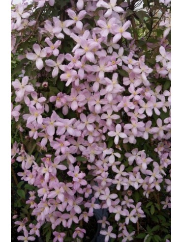 Clematis 'Elizabeth'