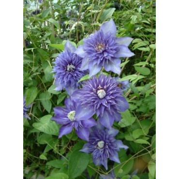 Clematis 'Multi Blue'