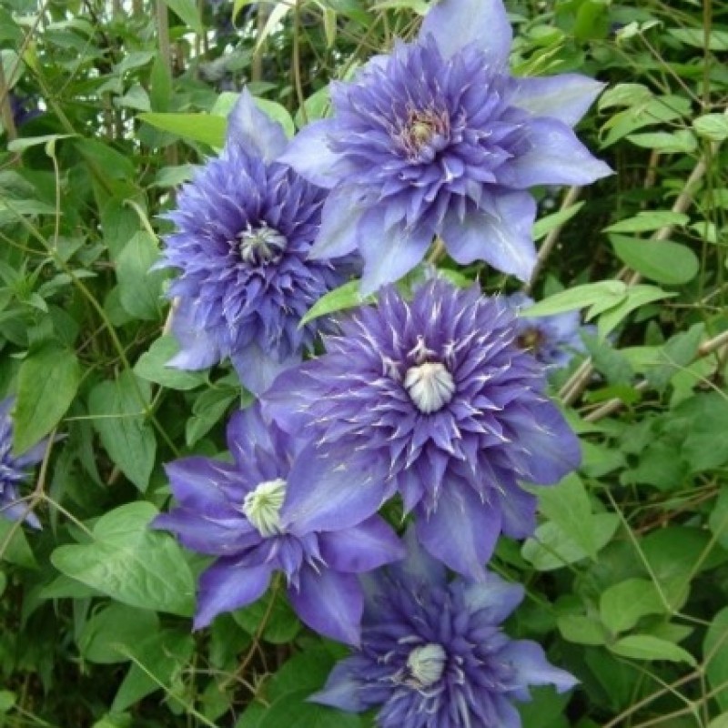 Clematis 'Multi Blue'