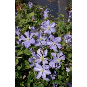 Clematis 'Prince Charles'