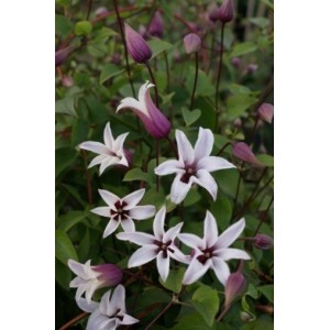 Clematis 'Princess Kate'