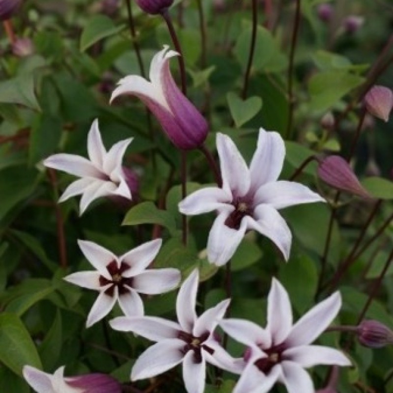 Clematis 'Princess Kate'