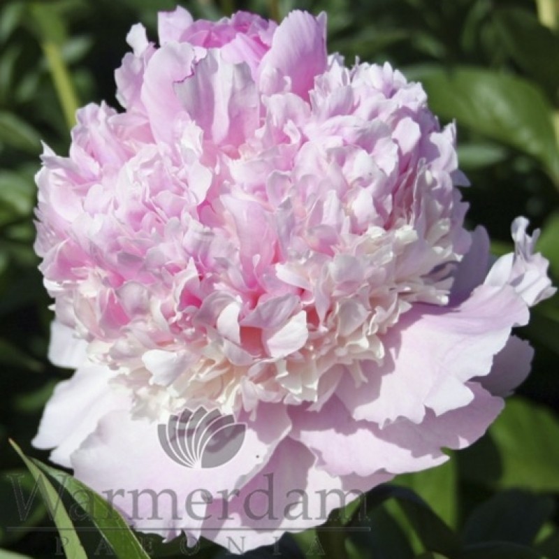 Paeonia 'Angel Cheeks Paeonia Duchesse de Nemours'