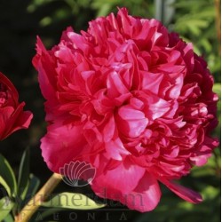 Paeonia 'Command Performance'