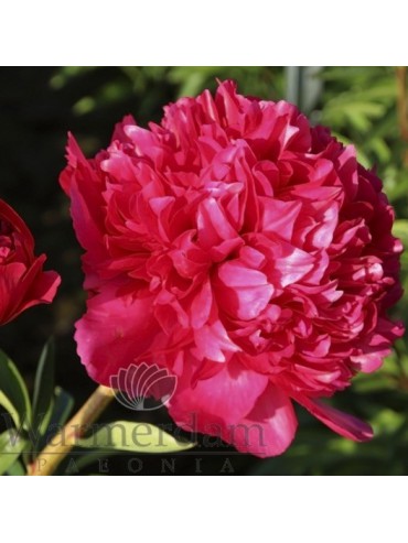 Paeonia 'Command Performance'