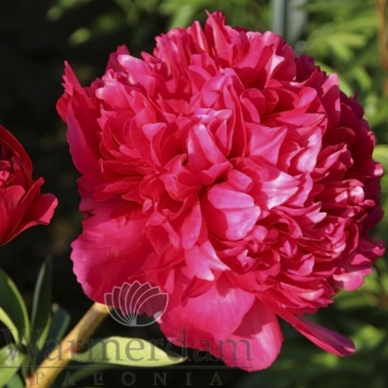 Paeonia 'Command Performance'