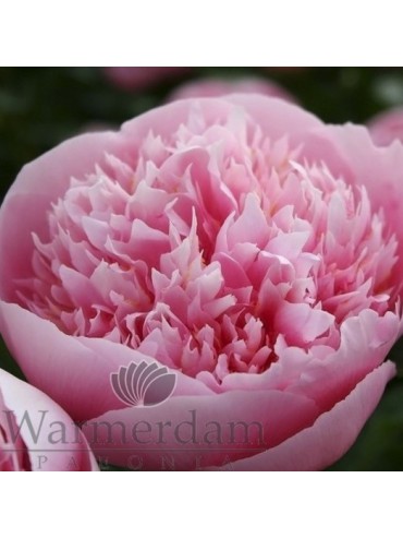 Paeonia 'Etched Salmon'