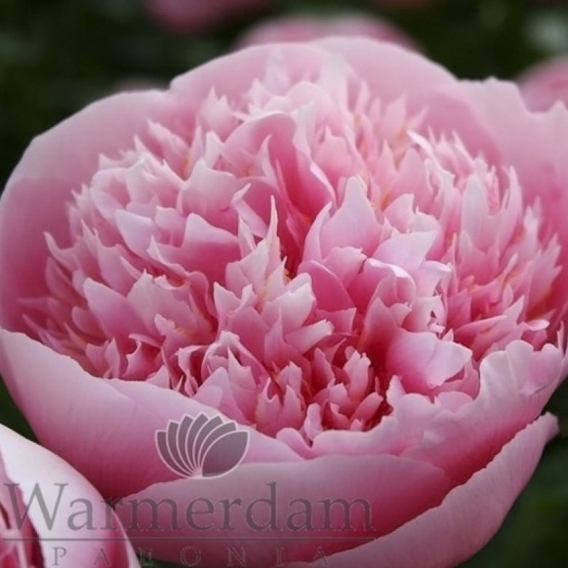 Paeonia 'Etched Salmon'