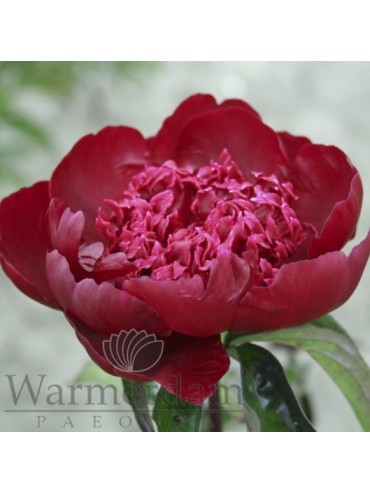 Paeonia 'Hot Chocolate'