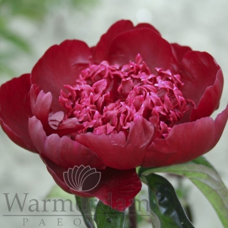 Paeonia 'Hot Chocolate'