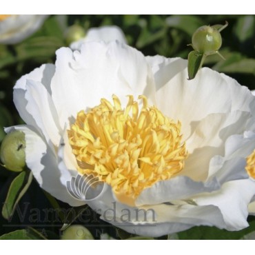 Paeonia 'Jan van Leeuwen'