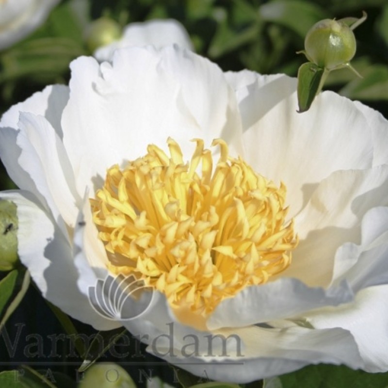 Paeonia 'Jan van Leeuwen'