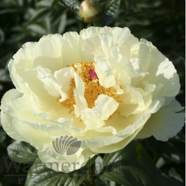 Paeonia 'Lemon Chiffon'