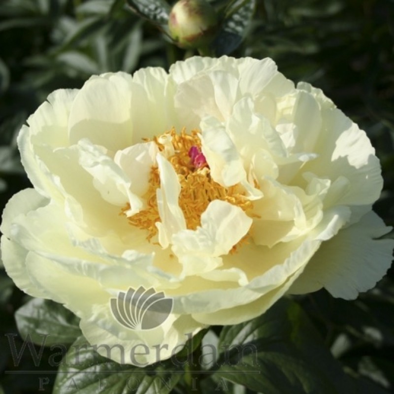 Paeonia 'Lemon Chiffon'