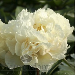 Paeonia 'Sunny Girl'