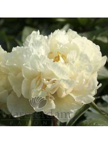 Paeonia 'Sunny Girl'