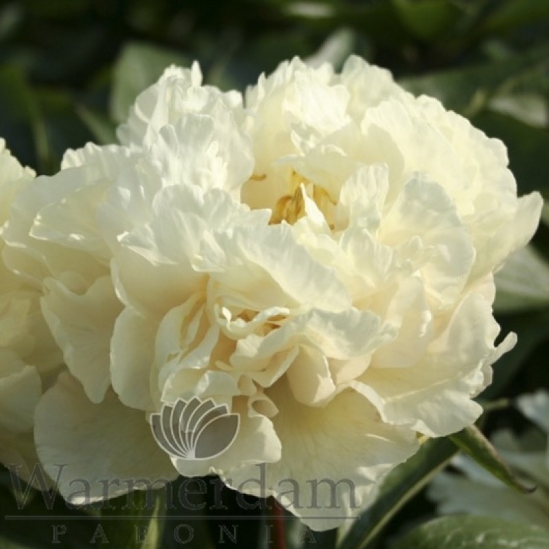 Paeonia 'Sunny Girl'