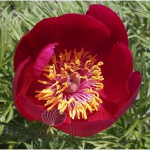 Paeonia tenuifolia (hybrid)