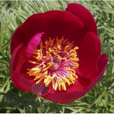 Paeonia tenuifolia (hybrid)