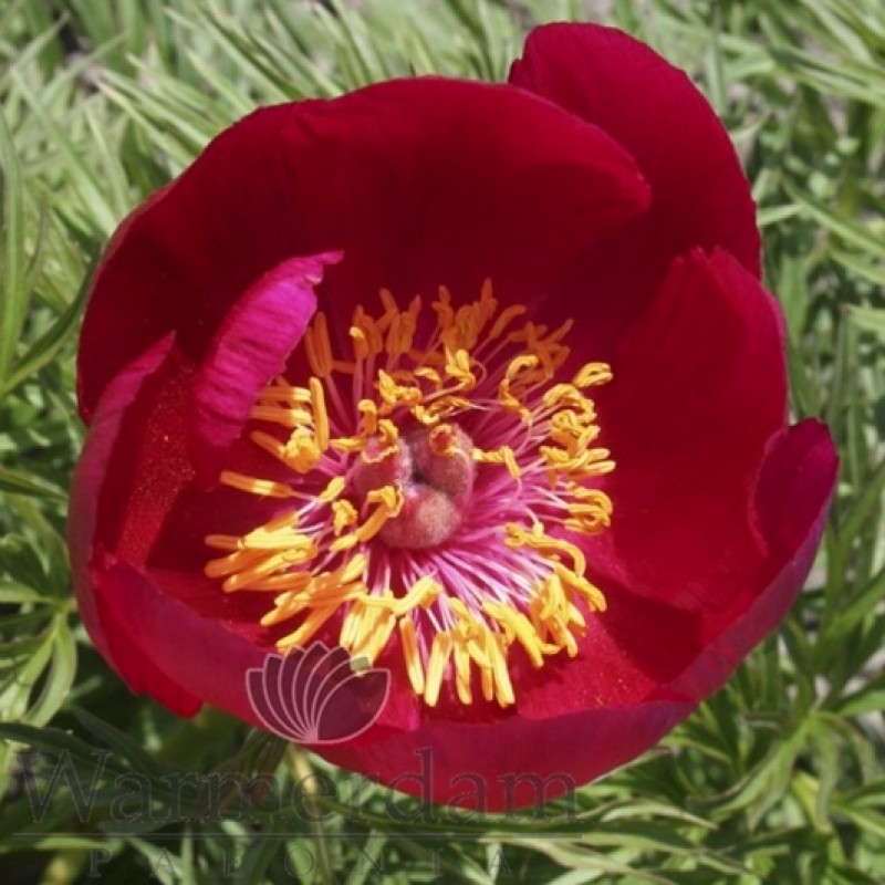 Paeonia tenuifolia (hybrid)