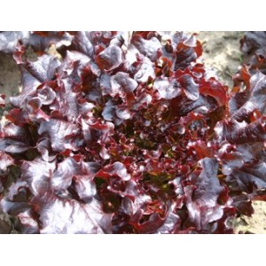 Eikenbladsla, Red salad bowl Lactuca sativa