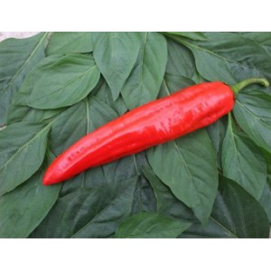 Zoetpuntpaprika Xaro, Capsicum annuum