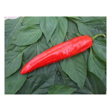 Zoetpuntpaprika Xaro, Capsicum annuum